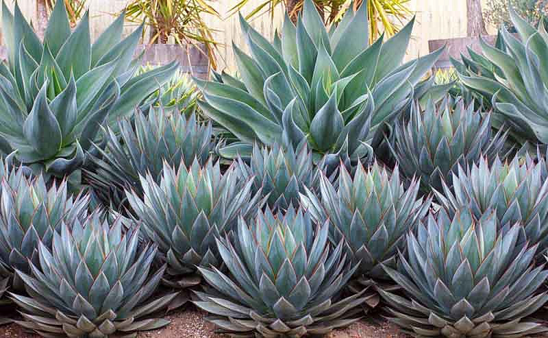 A Beautiful Duo With Agave 'Blue Flame' And 'Blue Glow